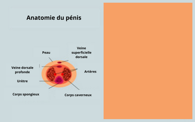 Anatomie du penis interieur