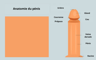 Anatomie du pénis